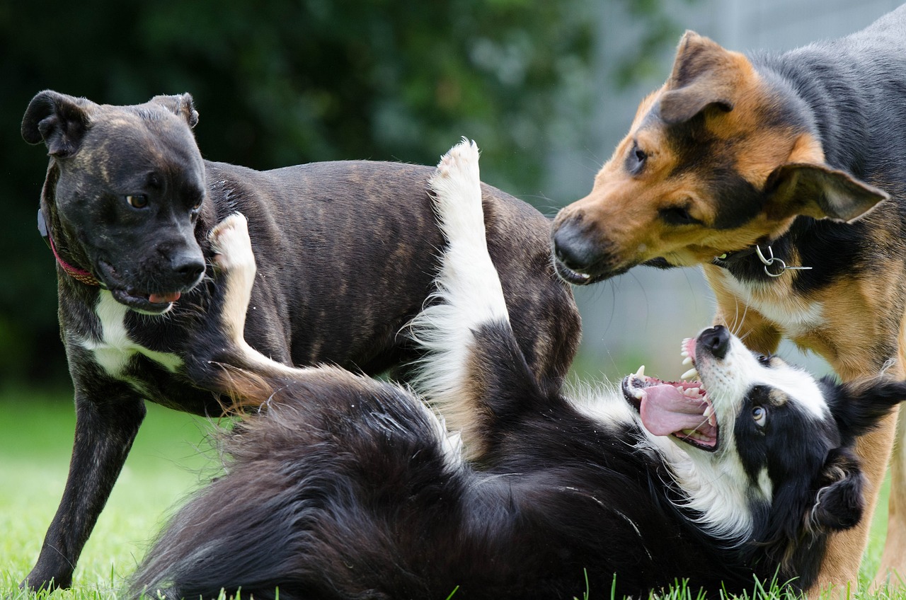 border-collie-672696_1280.jpg